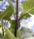 Hydrangea macrophylla Zorro -bois.webp