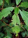 Otiorhynque-feuilles.webp