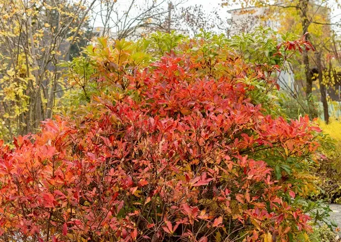Azalea pontica-AdobeStock_1068948180.webp