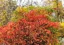 Azalea pontica-AdobeStock_1068948180.webp