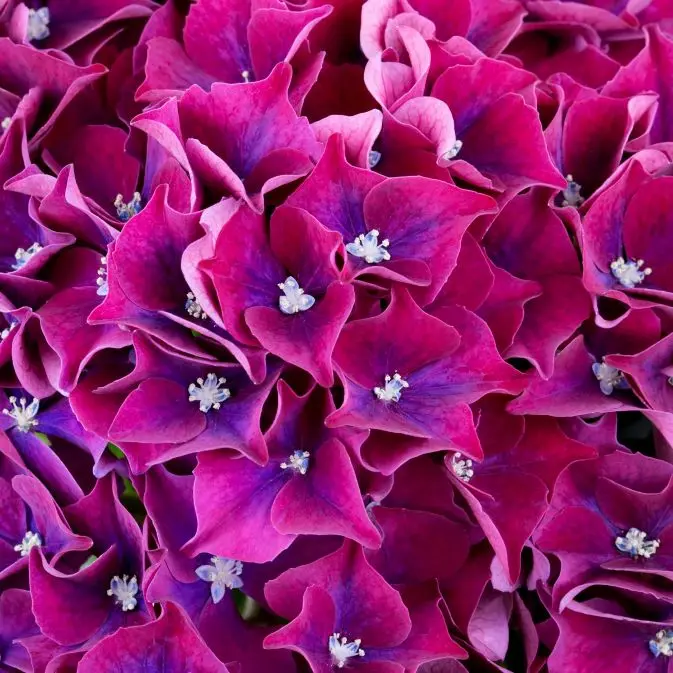 Hydrangea macrophylla HI Fire-3.webp