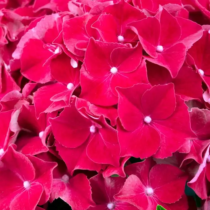 Hydrangea macrophylla HI Fire-2.webp