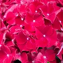 Hydrangea macrophylla HI Fire-2.webp