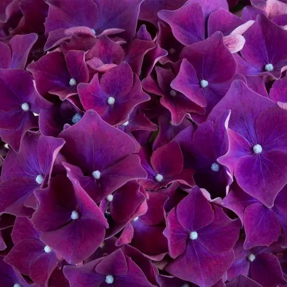 Hydrangea macrophylla HI Fire-1.webp
