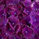 Hydrangea macrophylla HI Fire-1.webp