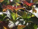Hydrangea macrophylla Mirai-feui.webp