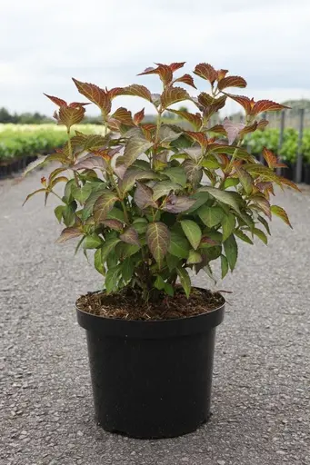 Hydrangea macrophylla Mirai-plante.webp