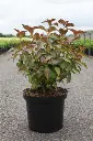 Hydrangea macrophylla Mirai-plante.webp