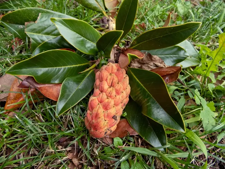 Magnolia grandiflora-AdobeStock_685648889.webp