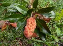Magnolia grandiflora-AdobeStock_685648889.webp