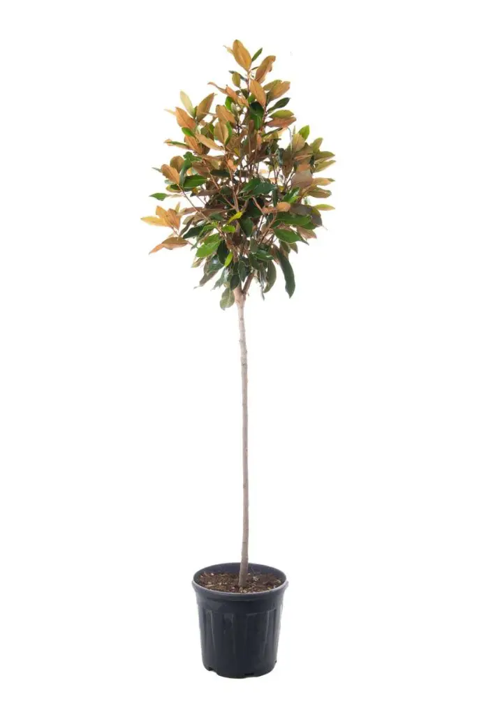 Magnolia grandiflora Little Gem sur tige.webp