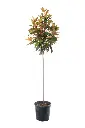 Magnolia grandiflora Little Gem sur tige.webp