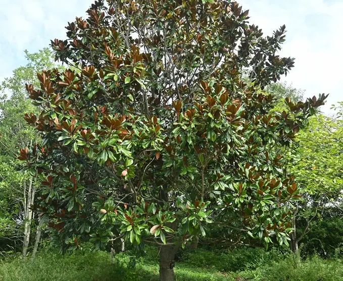 Magnolia grandiflora-AdobeStock_656834321.webp