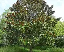 Magnolia grandiflora-AdobeStock_656834321.webp