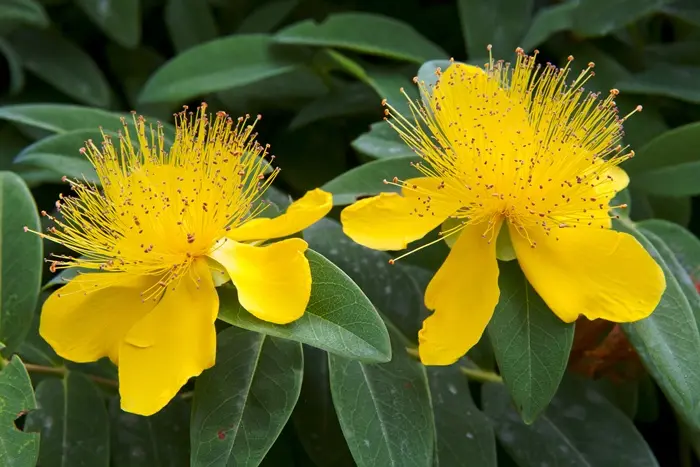 Hypericum calycinum-AdobeStock_53598720.webp