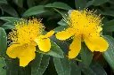 Hypericum calycinum-AdobeStock_53598720.webp