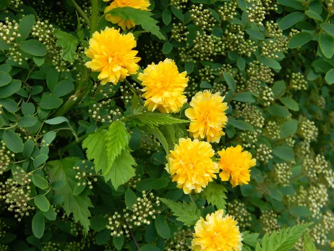 Kerria japonica Pleniflora-AdobeStock_159334455.webp