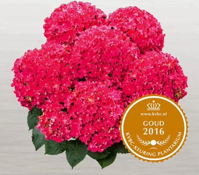Hydrangea macrophylla Curly Wurlys Sparkles red.webp