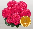 Hydrangea macrophylla Curly Wurlys Sparkles red.webp