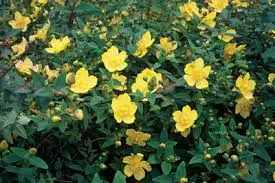 Hypericum dummeri Peter Dummer-2.webp
