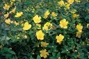 Hypericum dummeri Peter Dummer-2.webp