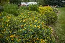 Hypericum kalmanianum Cobalt N Gold-1.webp