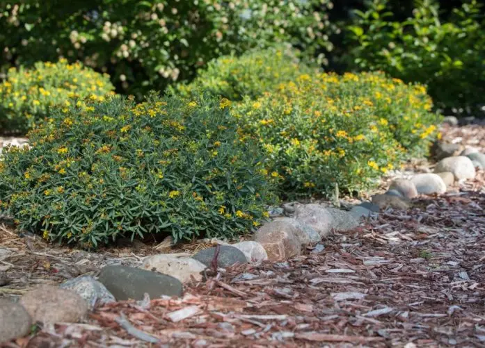 Hypericum kalmanianum Cobalt N Gold-3.webp