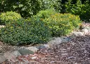 Hypericum kalmanianum Cobalt N Gold-3.webp