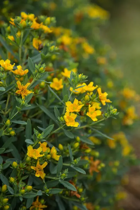 Hypericum kalmanianum Cobalt N Gold-2.webp
