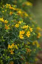 Hypericum kalmanianum Cobalt N Gold-2.webp