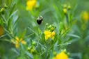 Hypericum kalmanianum Cobalt N Gold-4.webp