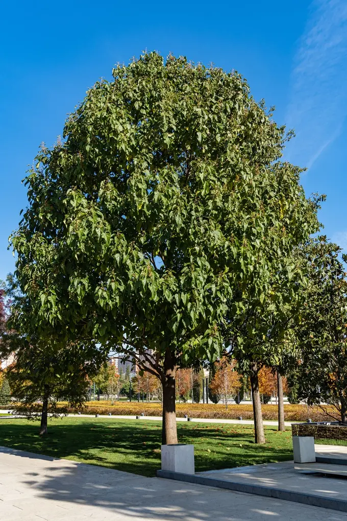 Paulownia tomentosa-AdobeStock_1262387694.webp