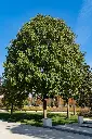 Paulownia tomentosa-AdobeStock_1262387694.webp