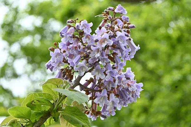 Paulownia tomentosa-AdobeStock_598452263.webp