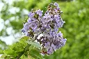 Paulownia tomentosa-AdobeStock_598452263.webp