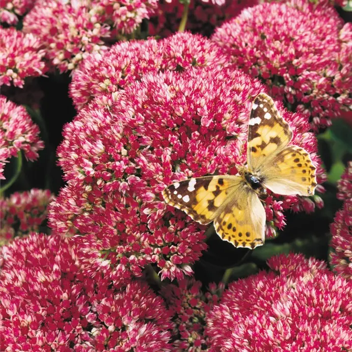 Sedum spectabile Herbstfreude-2.webp