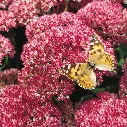 Sedum spectabile Herbstfreude-2.webp