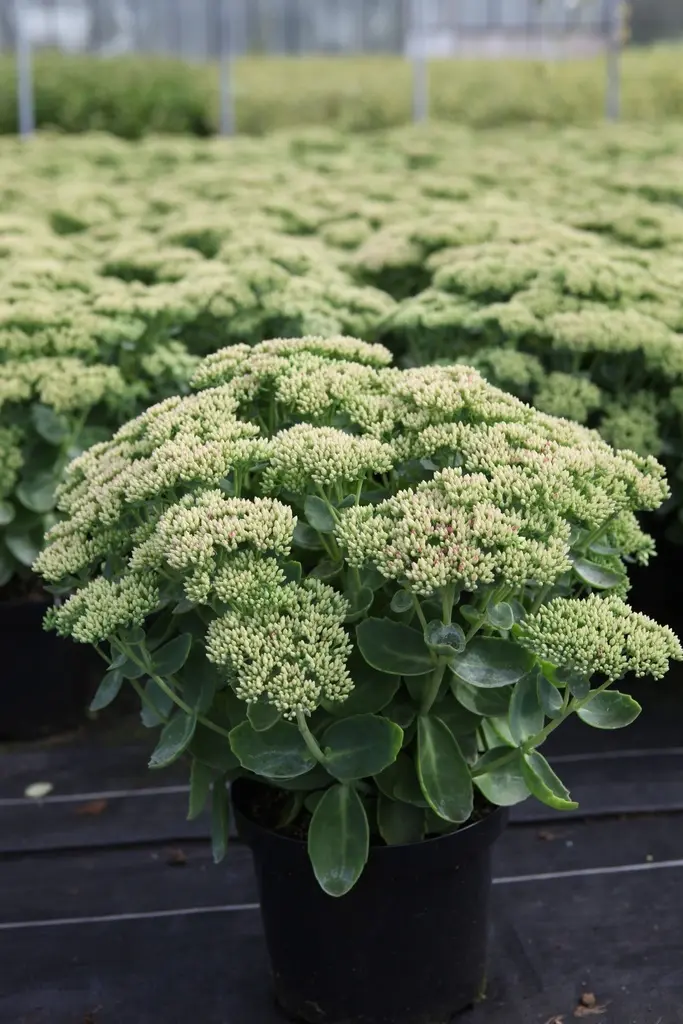 Sedum spectabile Herbstfreude-1.webp