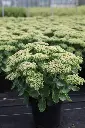 Sedum spectabile Herbstfreude-1.webp