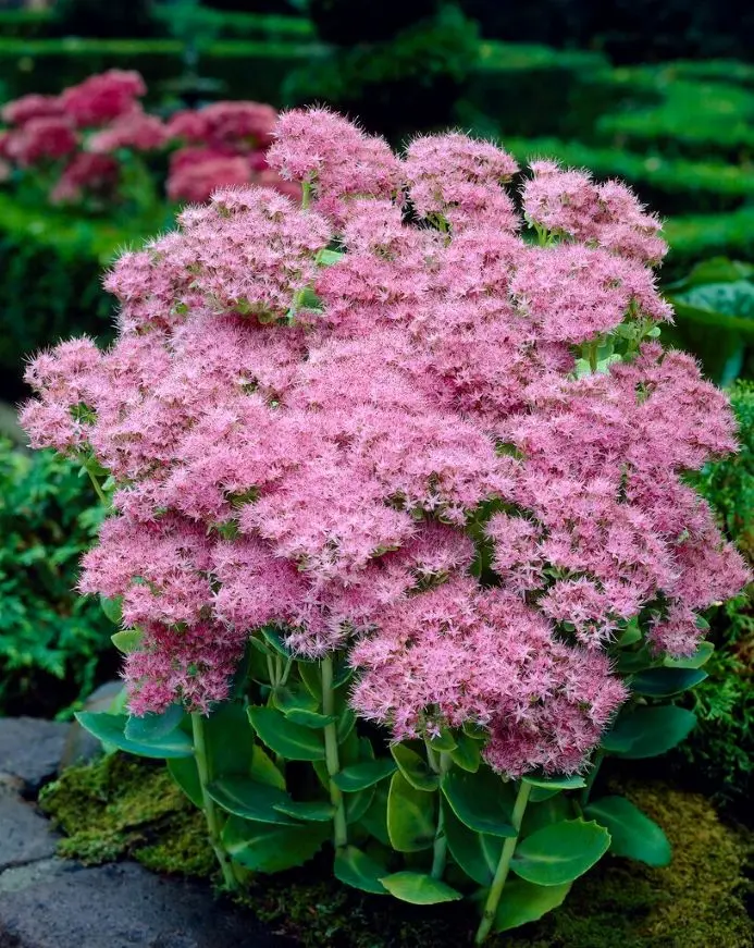 Sedum spectabile Brillant-1.webp