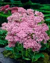 Sedum spectabile Brillant-1.webp