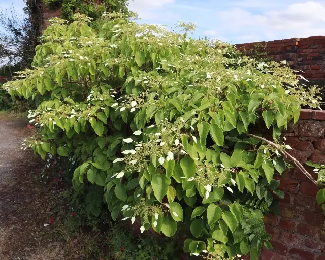 Hydrangea fauriei Angel Wings ( Schizophragma )-1.webp