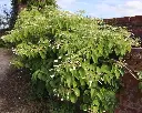 Hydrangea fauriei Angel Wings ( Schizophragma )-1.webp
