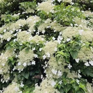 Hydrangea fauriei Angel Wings ( Schizophragma )-2.webp