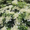 Hydrangea fauriei Angel Wings ( Schizophragma )-2.webp