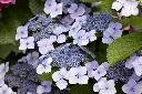 Hydrangea macrophylla Mariesii Perfecta -2.webp