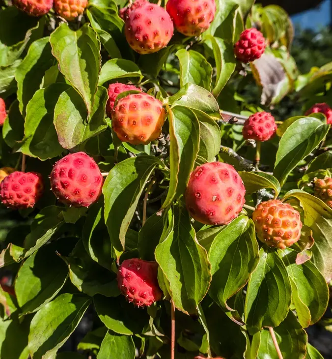 cornus-kousa-fruits-AdobeStock_1045999636.webp