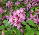 Deutzia Strawberry Fields-20250601_154719.webp