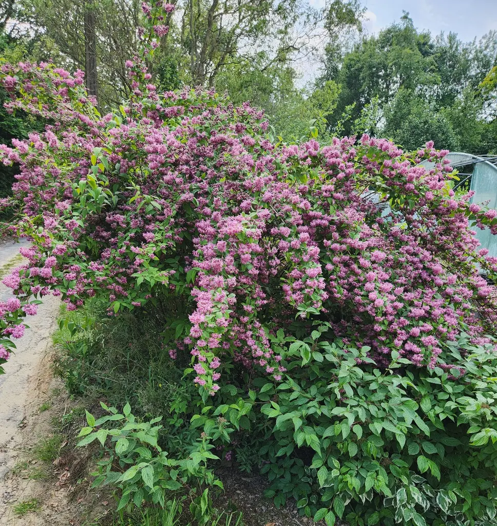 Deutzia Strawberry Fields-20250601_154746.webp