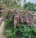 Deutzia Strawberry Fields-20250601_154746.webp